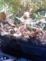 Rigo C. review photo