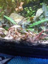 Rigo C. review photo
