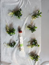 Radojko D. review photo