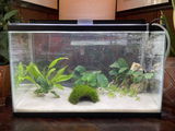 A.P. review photo