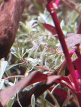 Biao H. review photo