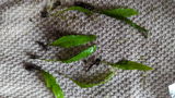 Kelly F. review photo