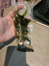 Chaelea R. review photo