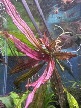 Shareen review photo