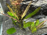 Megan L. review photo