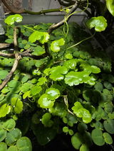 Erin C. review photo