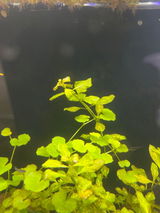 Manish G. review photo