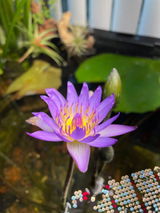 Starley review photo