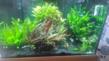 Watergardengal review photo