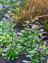 Marie B. review photo