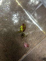Antwan S.(. review photo