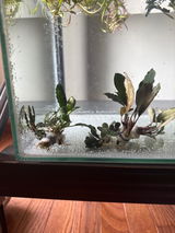 Plantedtankobsessed review photo