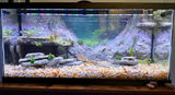 Reeldazed review photo