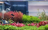 KOUSIK PAUL (GoGoL AqUaMaNiA) review photo