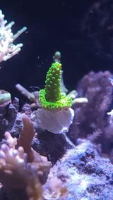 scott therrien review photo