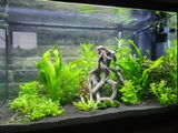 Kees Alblas review photo