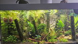 Cindy Arends review photo