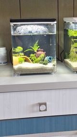 Suzy Swijns review photo