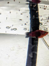 D.B. review photo