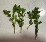 Alexandrine review photo
