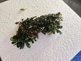 Dasia review photo