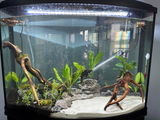 Janiya review photo