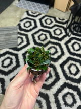 Emmalee review photo