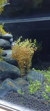 Chesley review photo