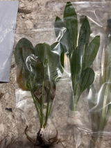 Myra review photo