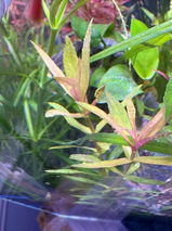 Lauretta review photo