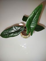Patrizia F. review photo