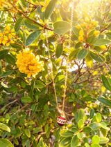 Raksha review photo