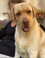 קרן וג׳רי 🐾 ❤️ review photo