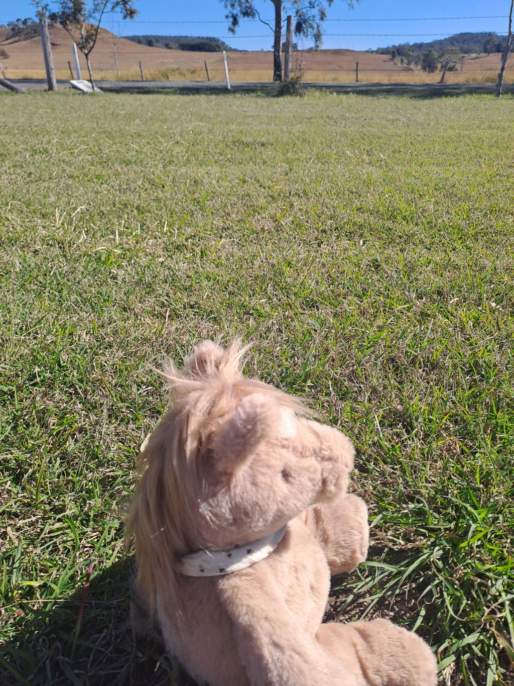 Harvey The Horse