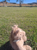 Harvey The Horse