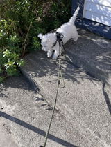 Josie review photo