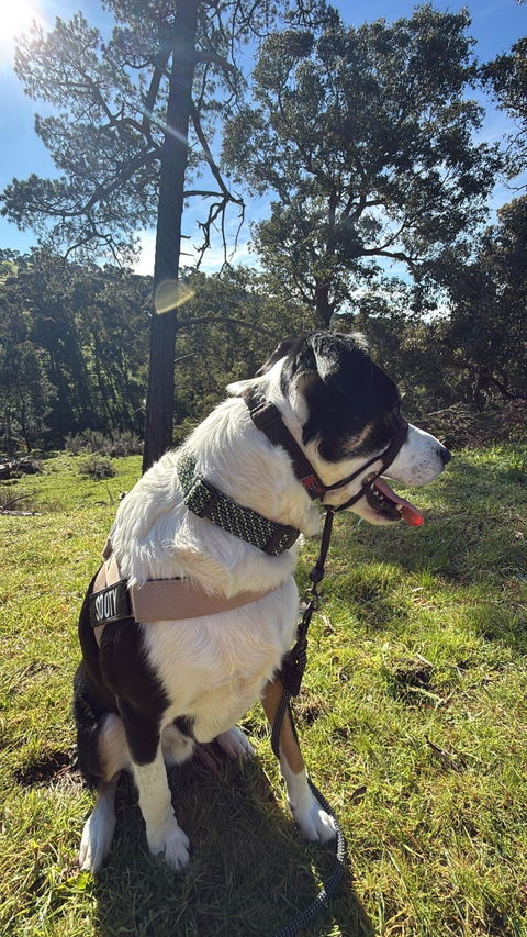 Craigieburn Dog Collar