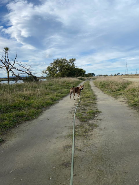 Olive Terraflow Long Line Dog Leash