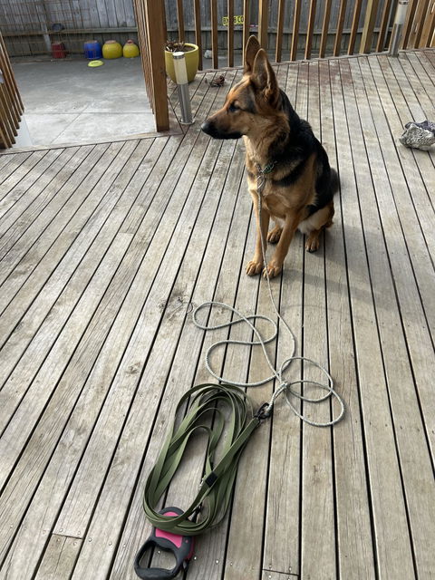 Olive Terraflow Long Line Dog Leash