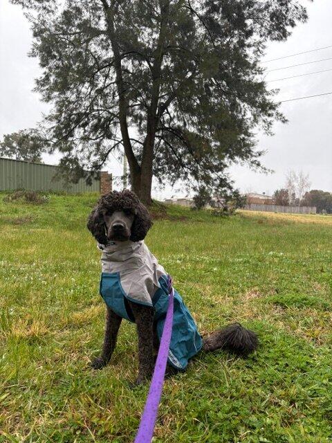 Dog Raincoat Milford