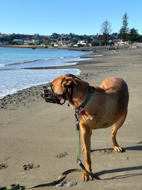 Olive Terraflow Waterproof Dog Collar