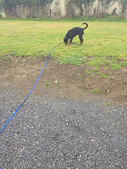 Navy Blue Terraflow Long Line Dog Leash