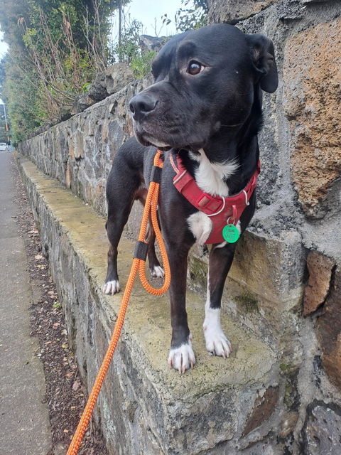 Hawea Trail Runner Handsfree Dog Leash