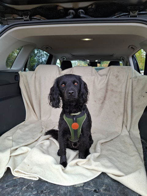 Repair Harness
