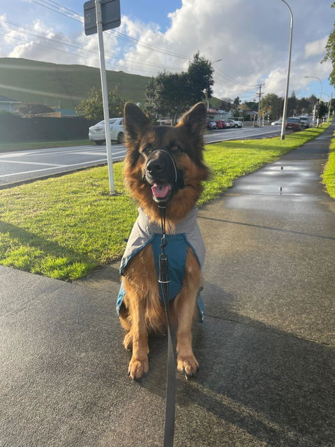 Dog Raincoat Milford