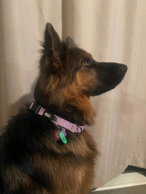 Lavender Terraflow Waterproof Martingale Dog Collar