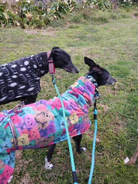 Waihi Double Dog Leash
