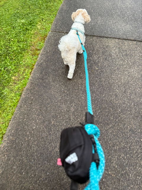 Pukaki Rope Dog Leash with Traffic Handle