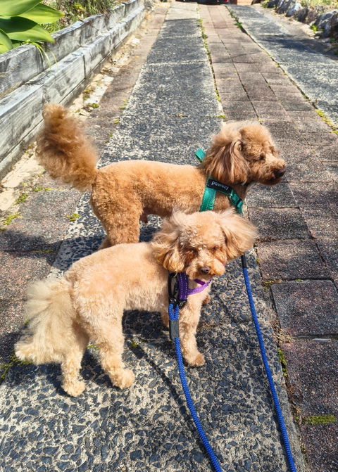 Benmore Double Dog Leash