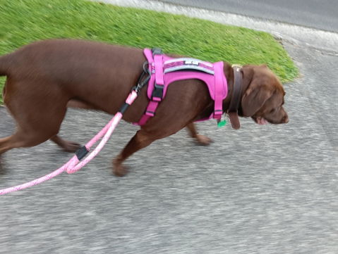 Arctic Sammy Adventure Dog Harness - Pink